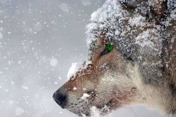 Wolf Diamond Painting Kit - Green Eye Wolf Predator-Square 20x30cm- - Paint With Diamonds