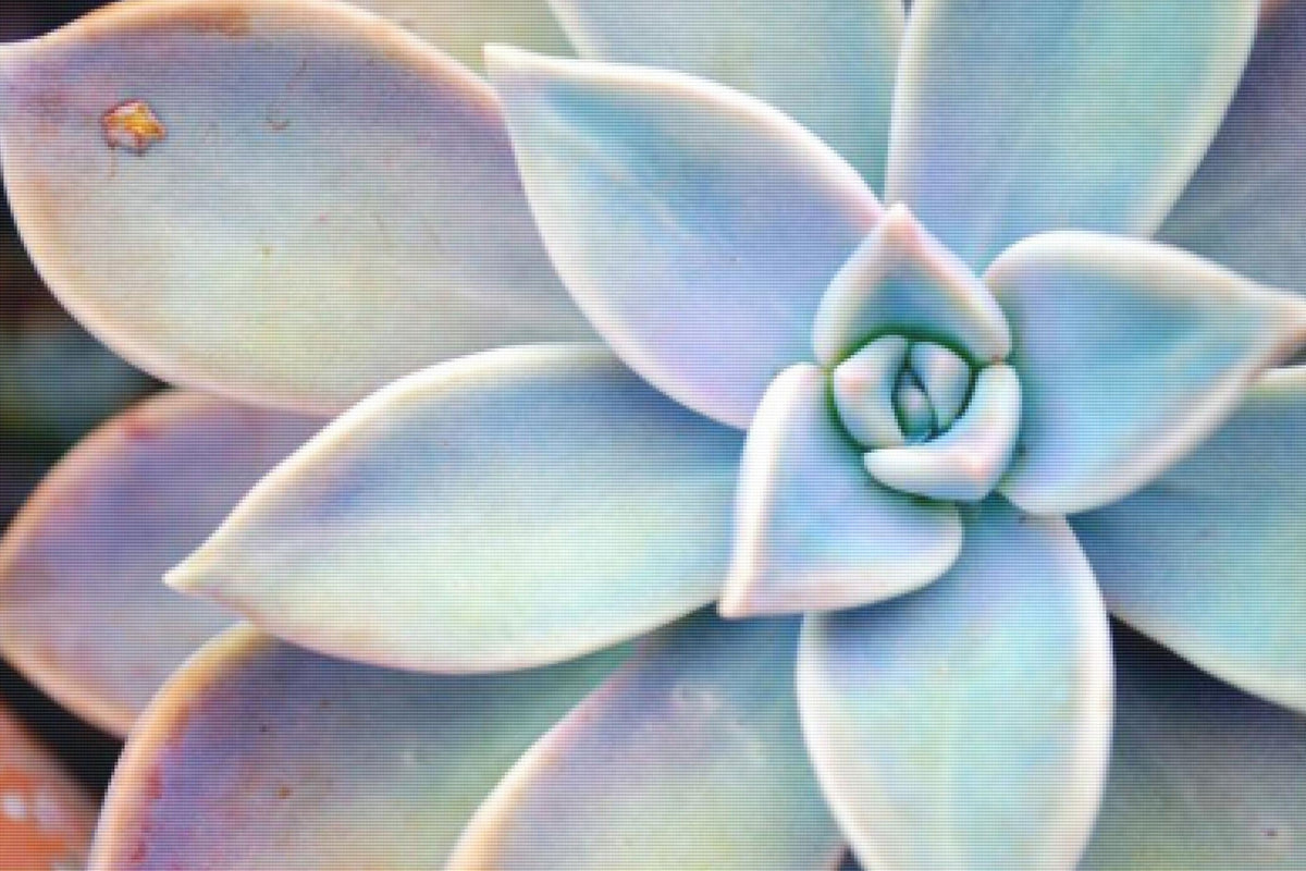 Succulent Plant