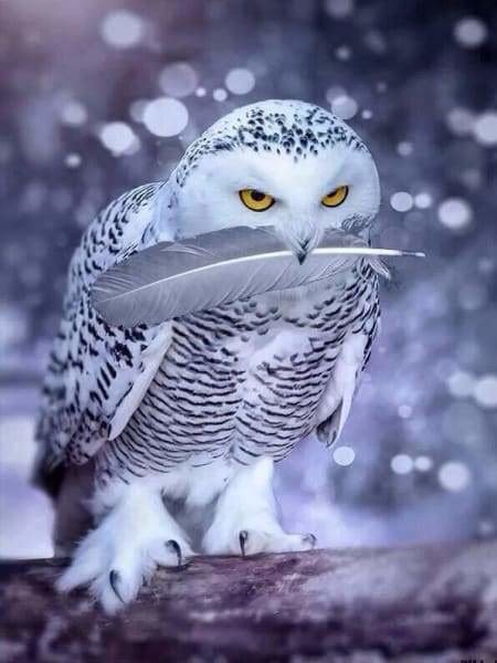 Owl Diamond Painting Kit - Arctic Owl-Square 15x20cm- - Paint With Diamonds