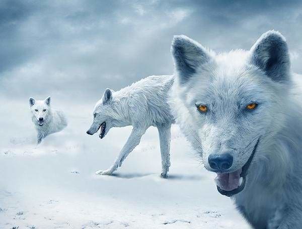 Arctic Wolves Fall Sale March 2019 Round Square Wolf