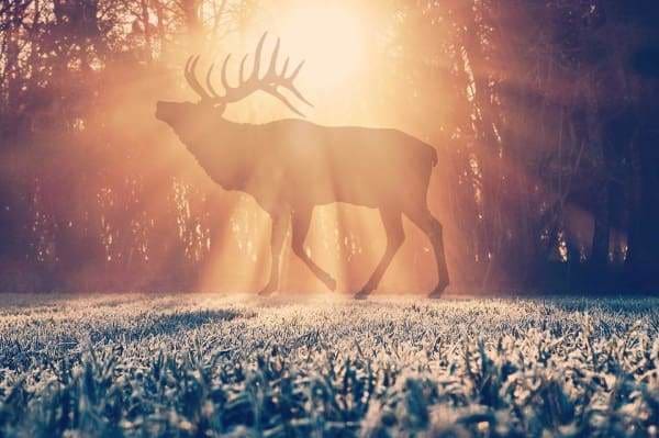 Nature Diamond Painting Kit - Deer In The Sunlight-Square 15x20cm- - Paint With Diamonds