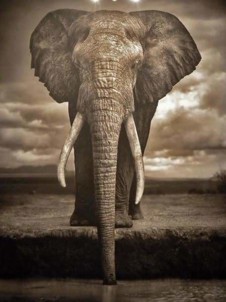 Safari Diamond Painting Kit - Elephant By The Watering Hole-Square 15x20cm- - Paint With Diamonds