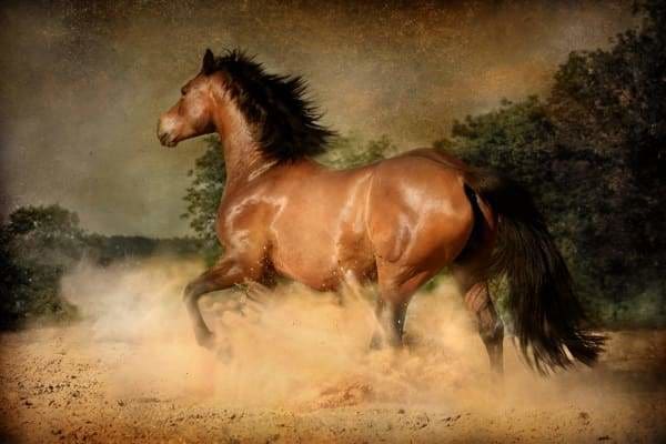 Horse Diamond Painting Kit - Giddy Up!-Square 20x30cm- - Paint With Diamonds