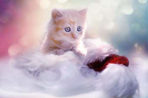 Christmas Diamond Painting Kit - Kittens For Christmas-Square 20x30cm- - Paint With Diamonds