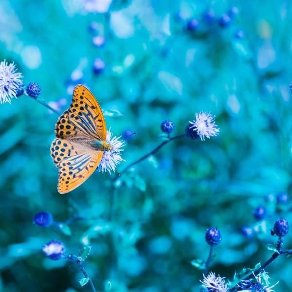 Flower Diamond Painting Kit - Orange Butterfly Blue Flowers-Square 20x20cm- - Paint With Diamonds