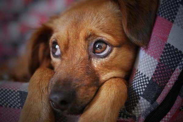 Dog Diamond Painting Kit - Puppy Dog Eyes- - Paint With Diamonds