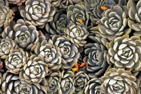 diamond dotz succulent Succulents" Diamond Painting Kit (Full Drill) – Paint With Diamonds