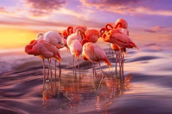 Diamond Painting - Pink Flamingo – Figured'Art